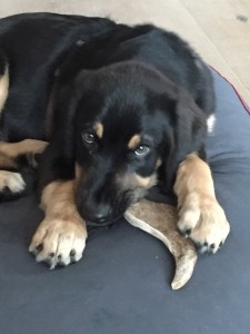 Bootsmann mit Geweih